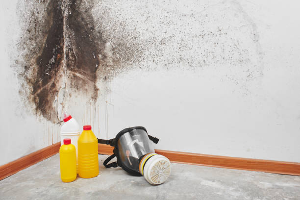 Best Commercial Mold Removal  in Riverview, FL