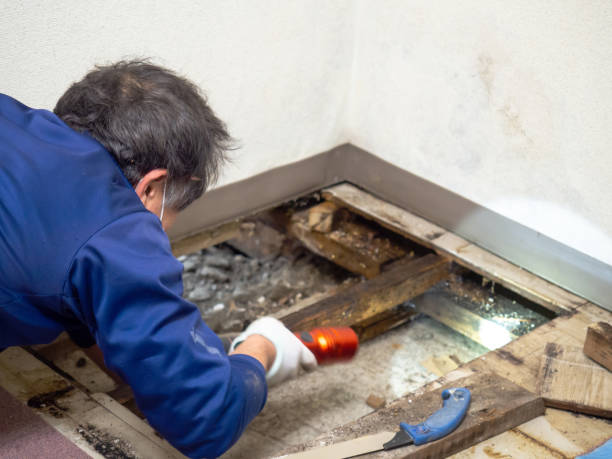 Best Office Mold Removal Services  in Riverview, FL