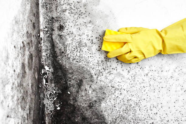 Best Attic Mold Removal  in Riverview, FL