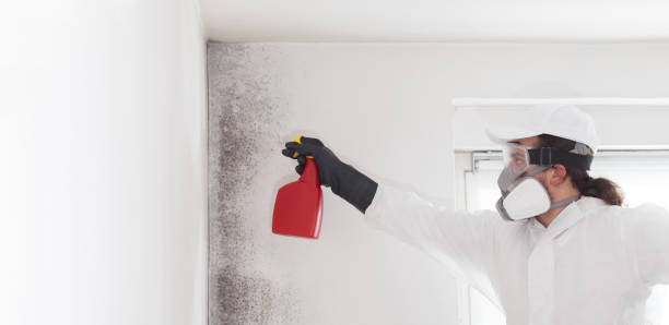 Best Toxic Mold Removal  in Riverview, FL
