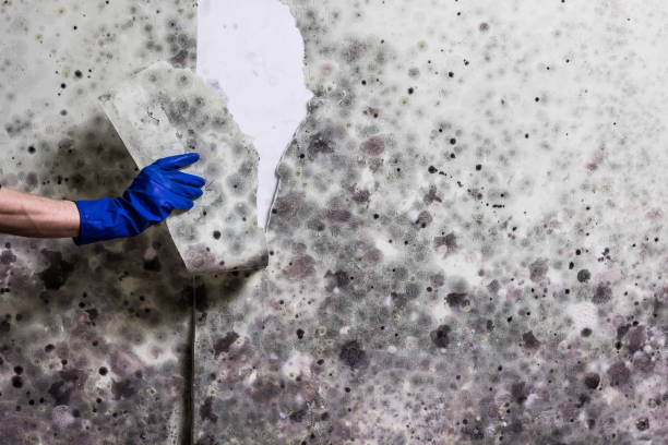 Mold Removal Process in Riverview, FL