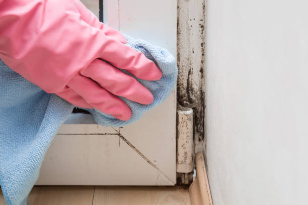 Best Black Mold Removal  in Riverview, FL